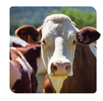 Identificación del ganado