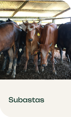 Subastas